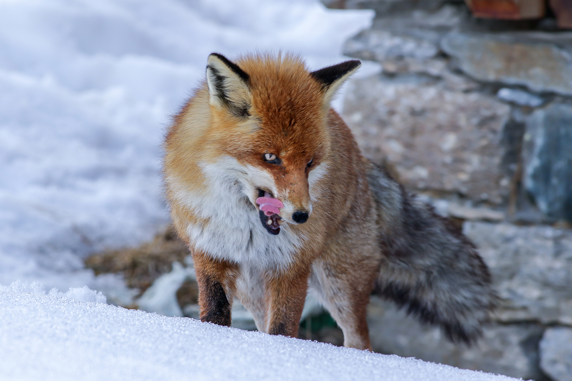 mountain fox...