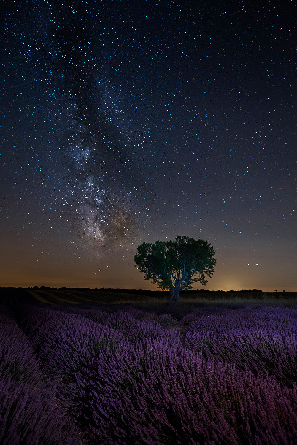 The Milky Way Over Lavender...
