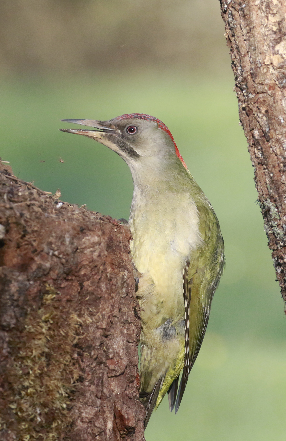 woodpecker green Iberian variant sharpei...