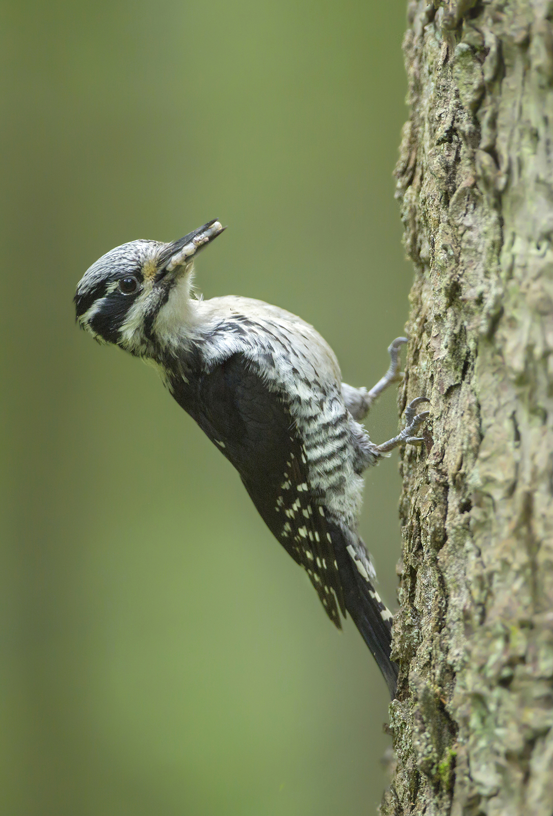female three-pounding woodpecker...