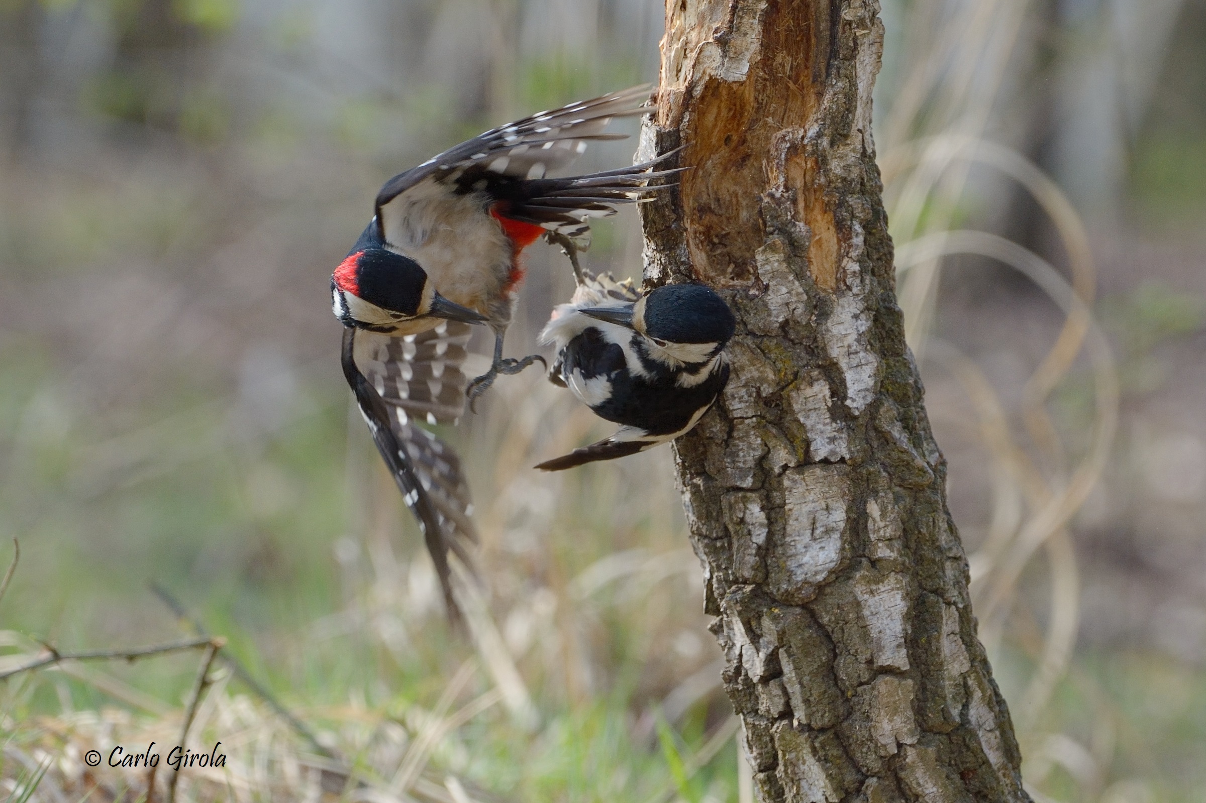 Greater red woodpecker (Dendrocopos major)...