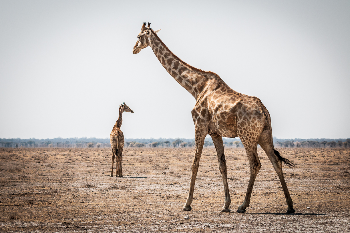 Giraffes in Etosha National Park - Namibia...