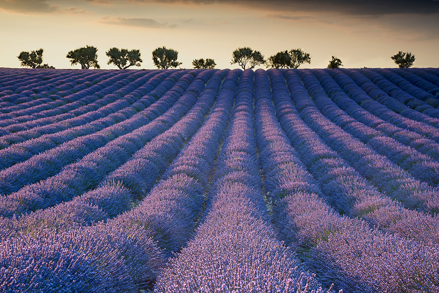 lavender field at sunset...
