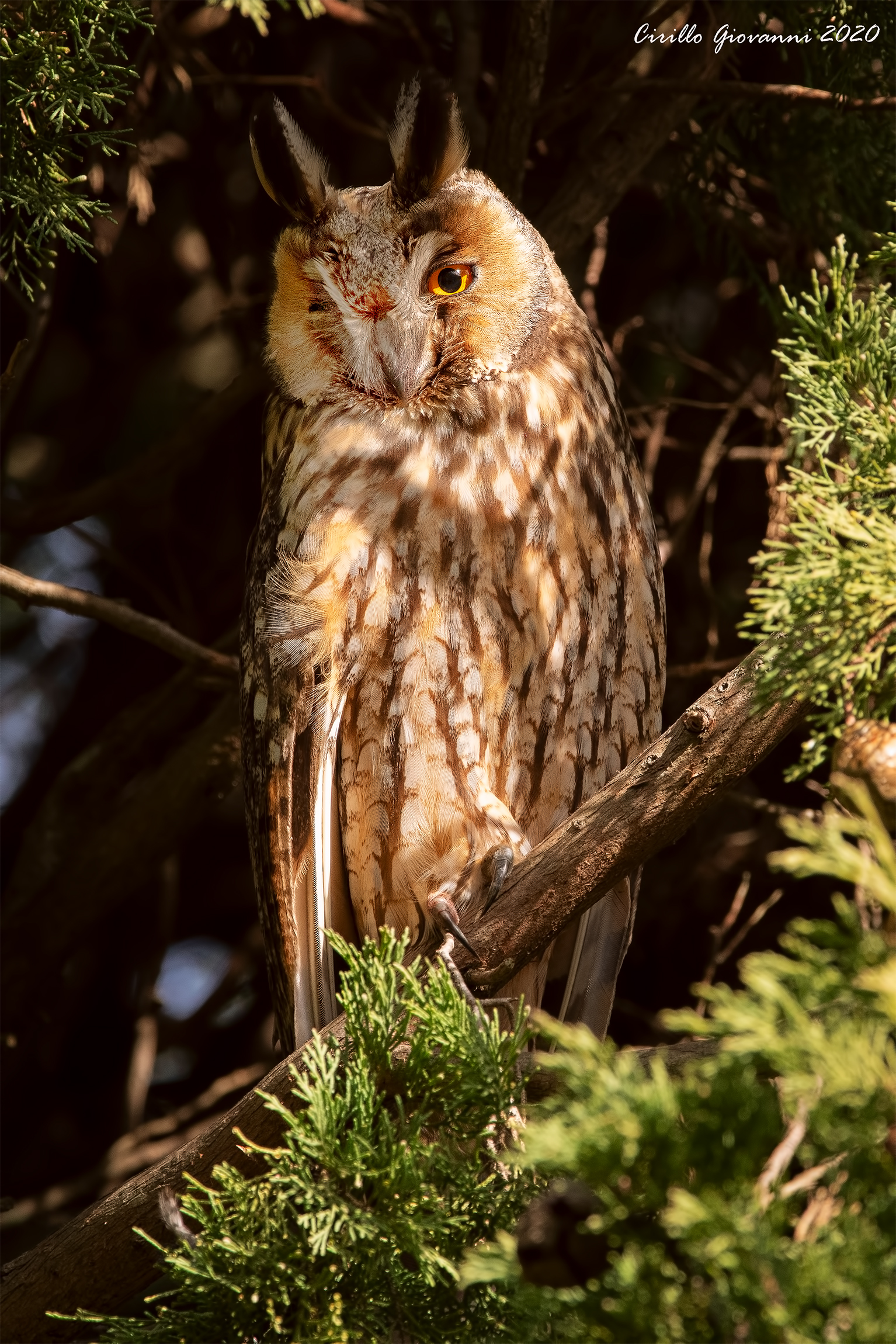 Common Owl a Beauty ...