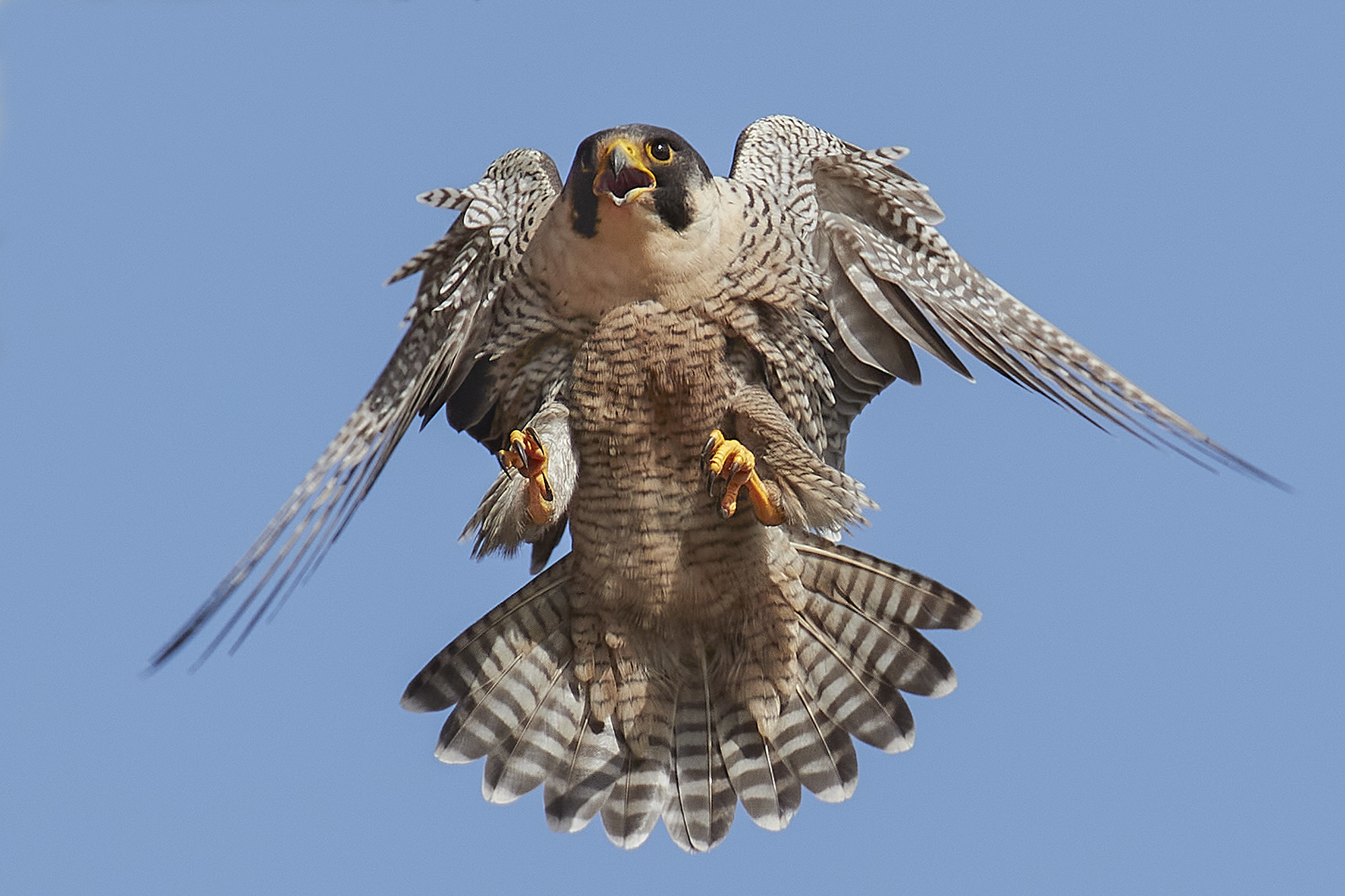 peregrine falcon...
