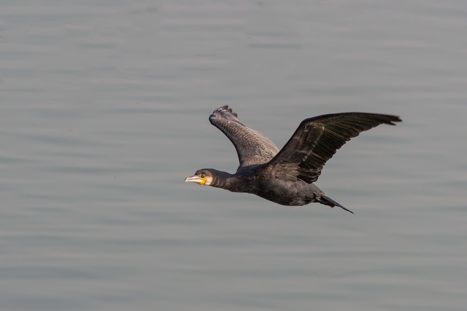 Cormorano in volo...