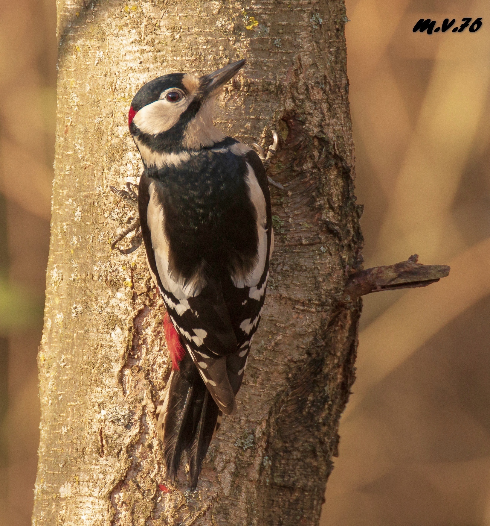 Major red woodpecker ...