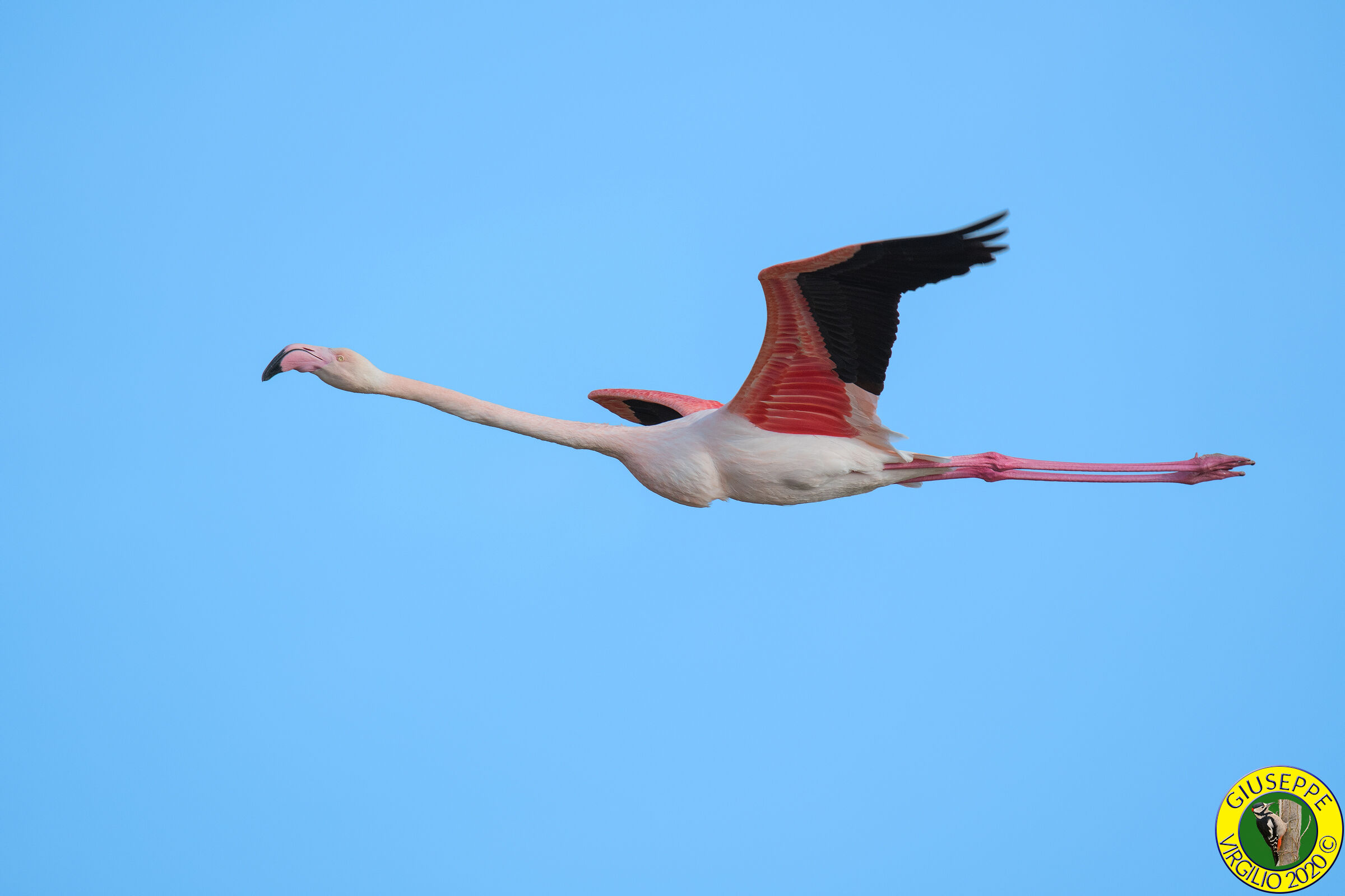 Flamingo - Phoenicopterus roseus (Sardegna)2020...
