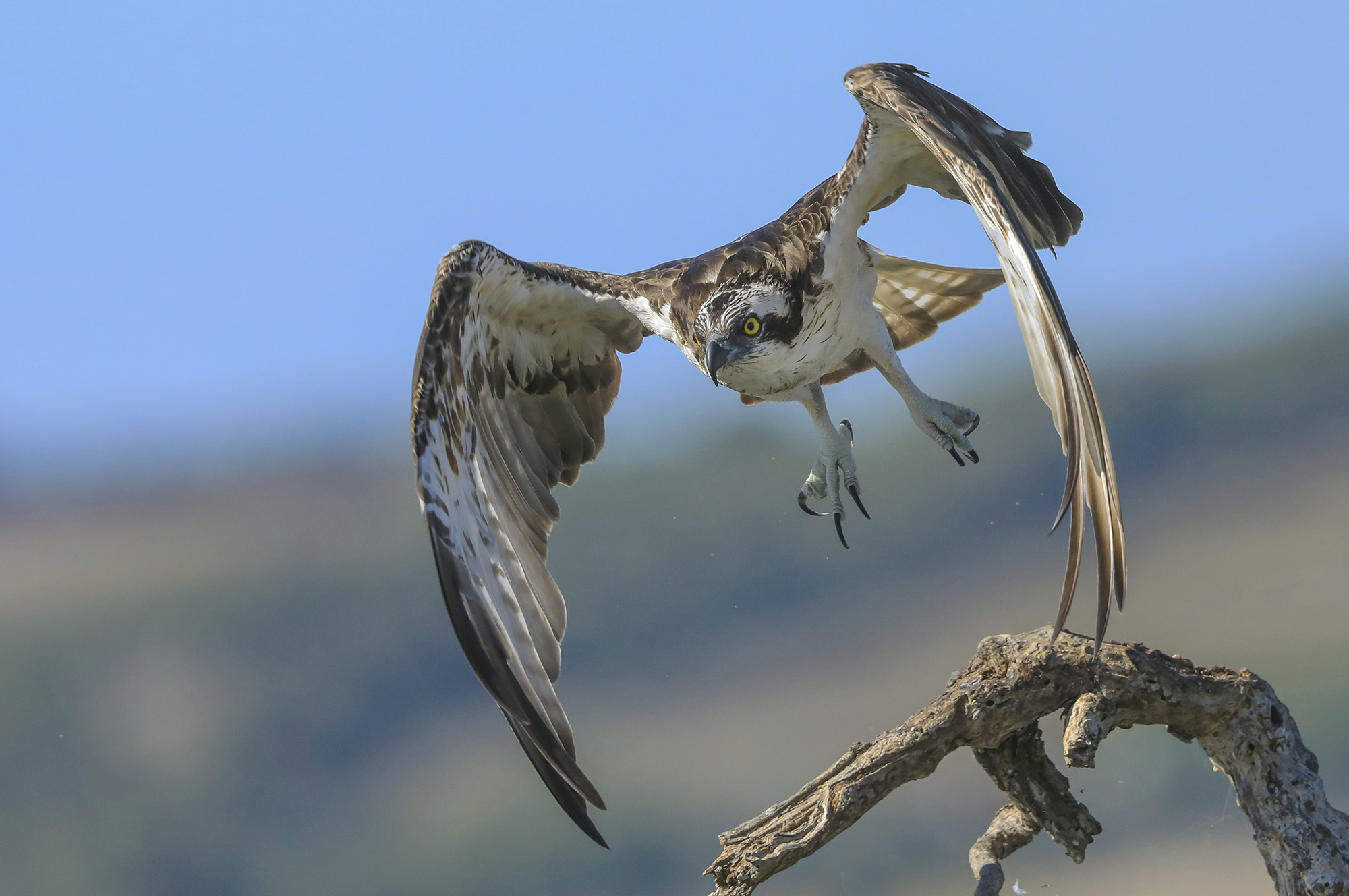 osprey on takeoff...