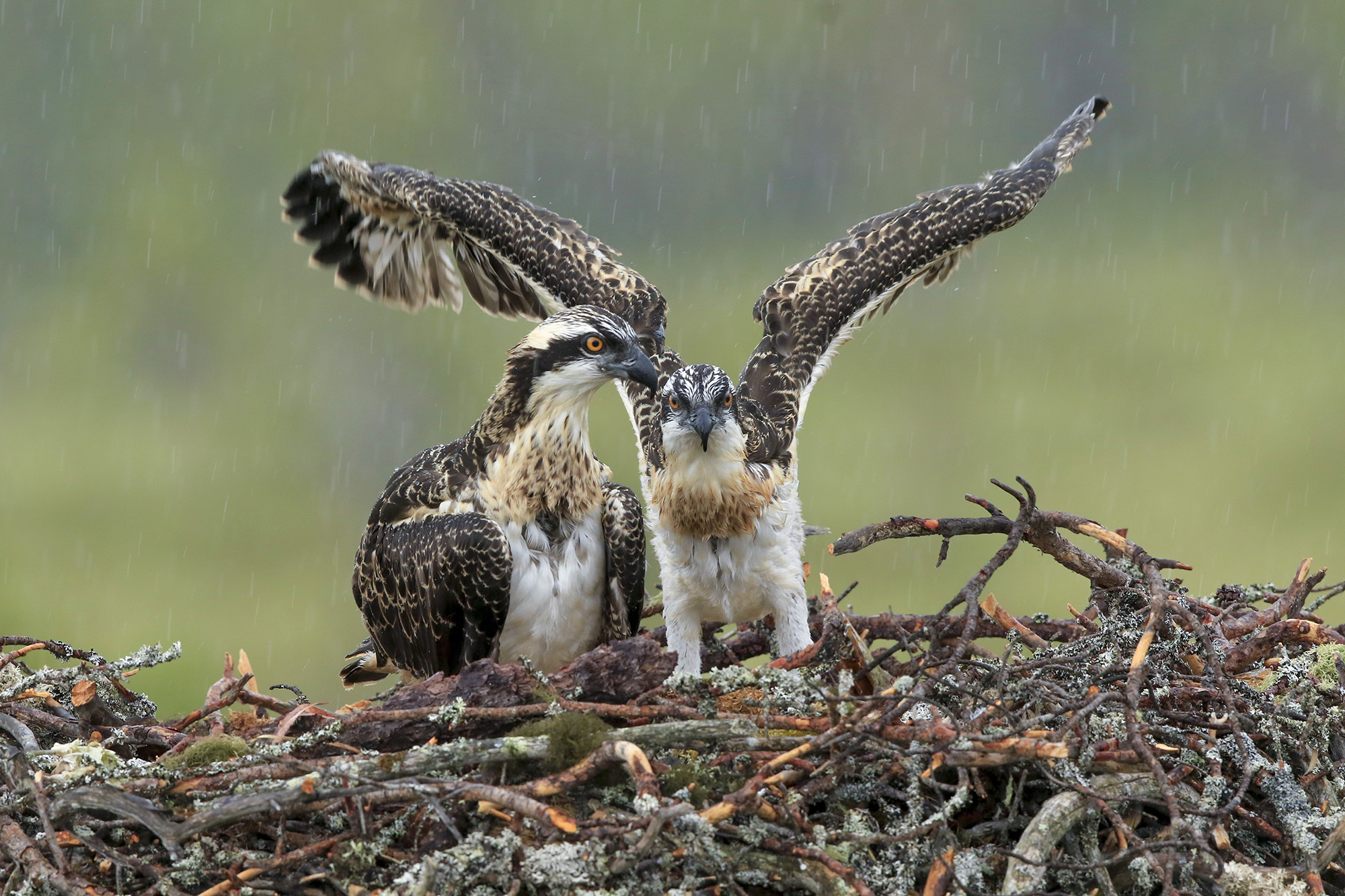 under the storm, ospreys...