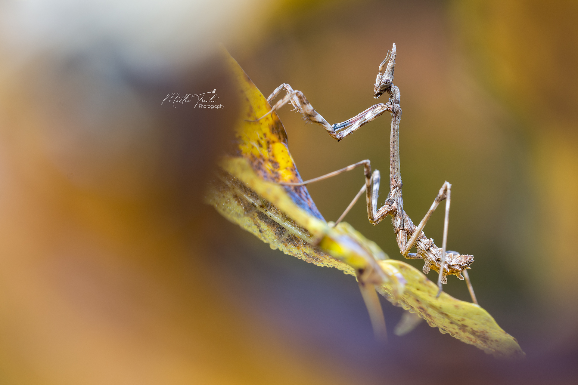 Empusa...