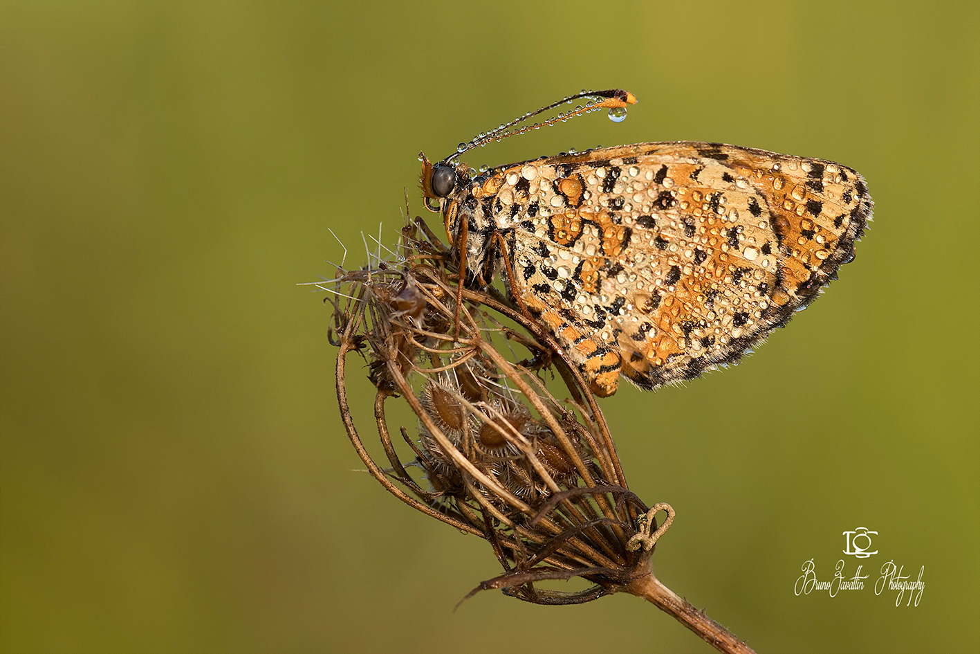 Melitaea...