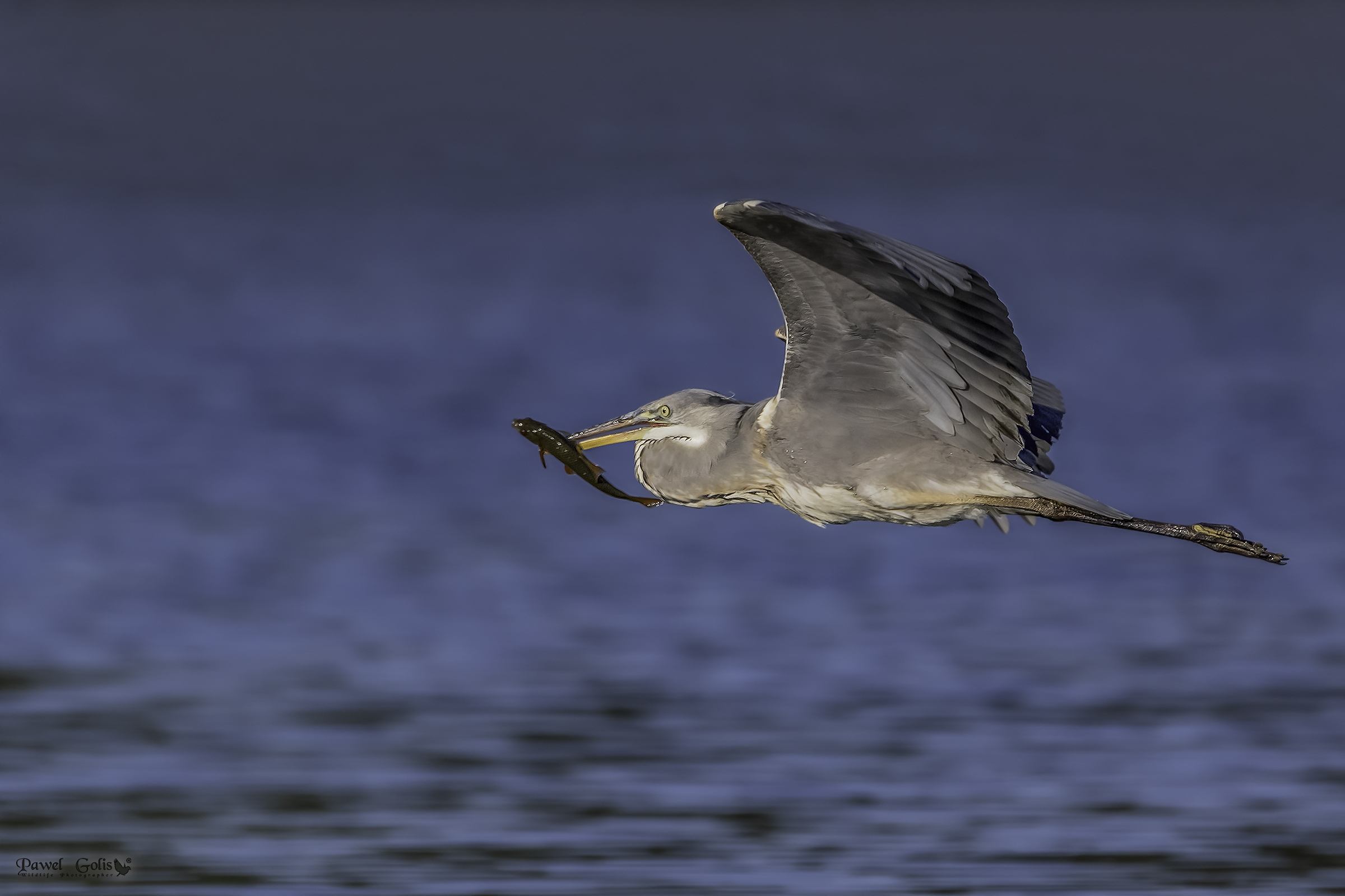 Grey heron (Ardea cinerea) with prey v2...