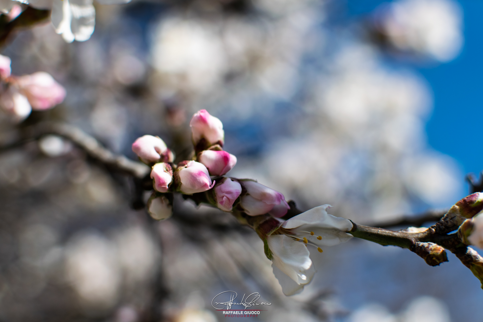 Almond in Flower...