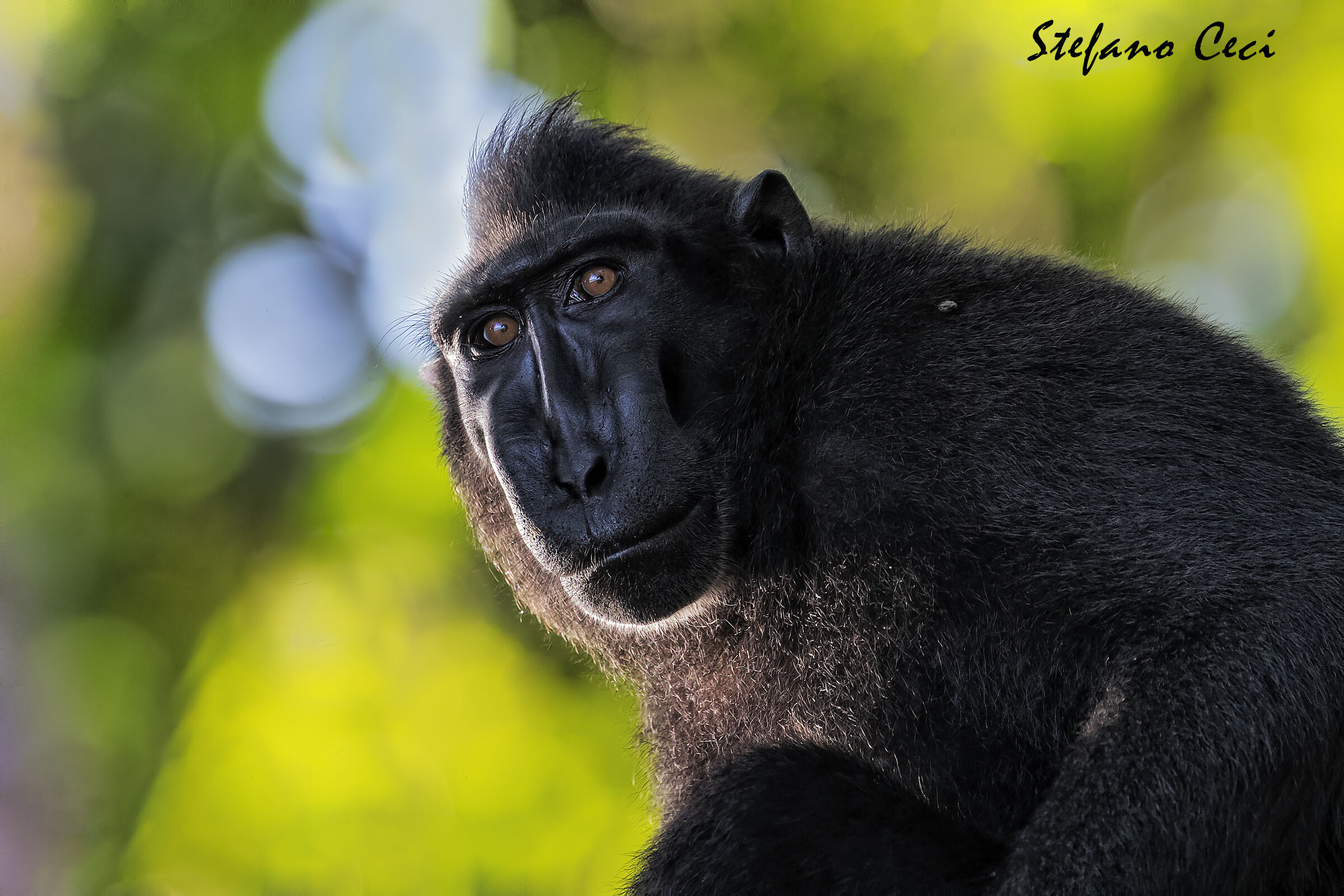 Crested Macaque...