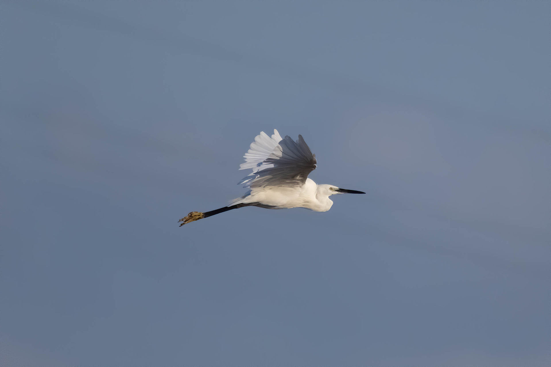 egrets in flight...