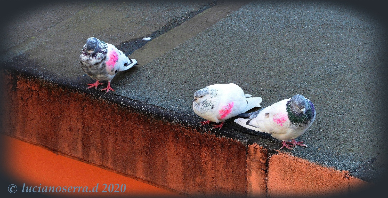 Pigeons... Colored......