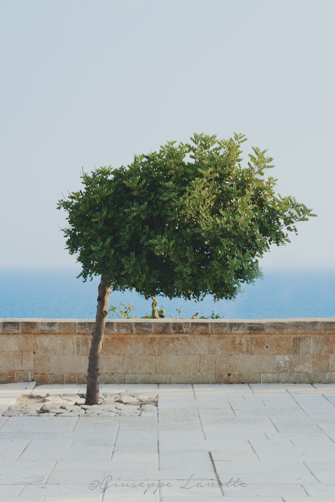 One tree, Santa Cesaria Terme, Lecce, Puglia...