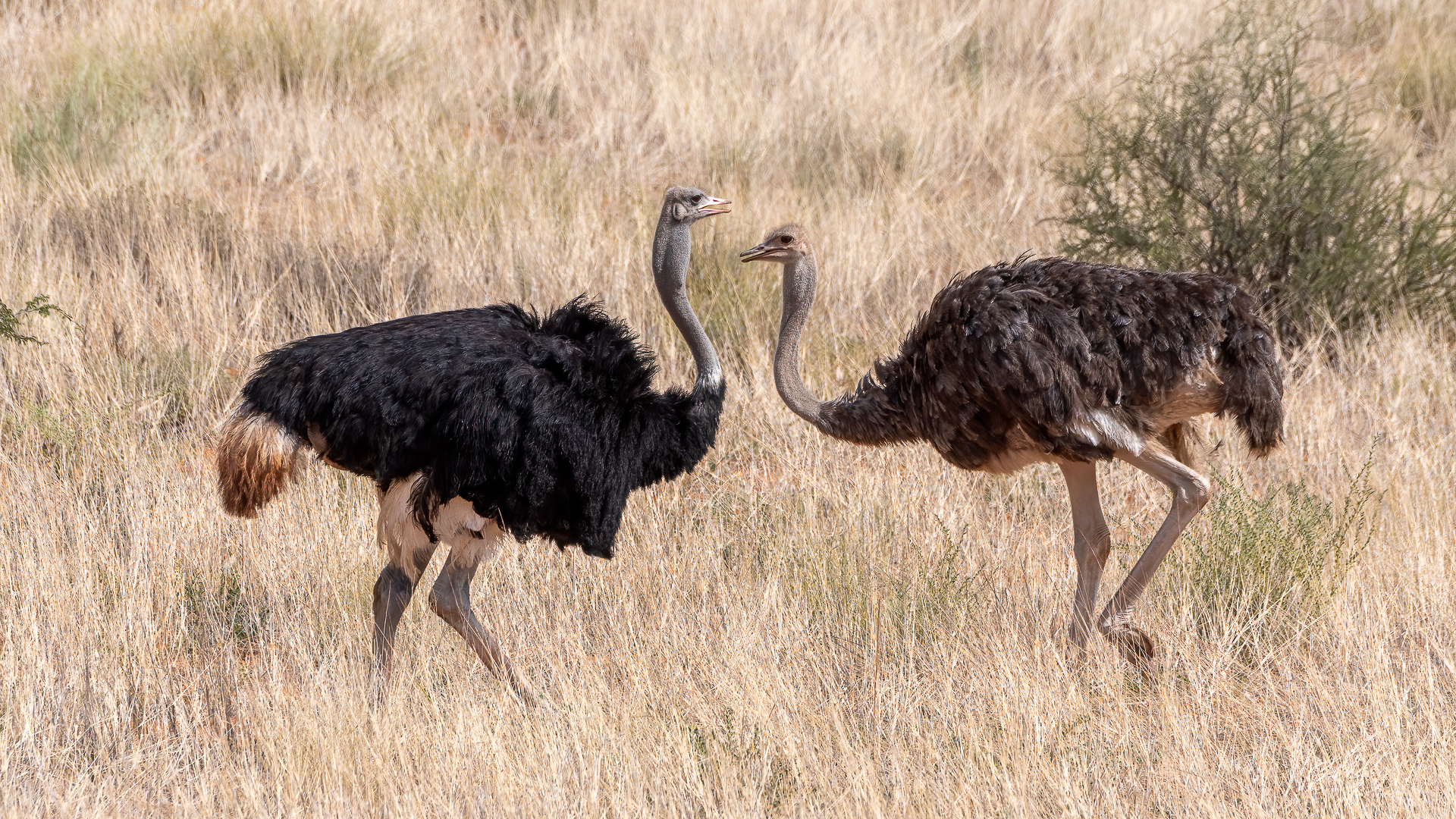 Ostriches...