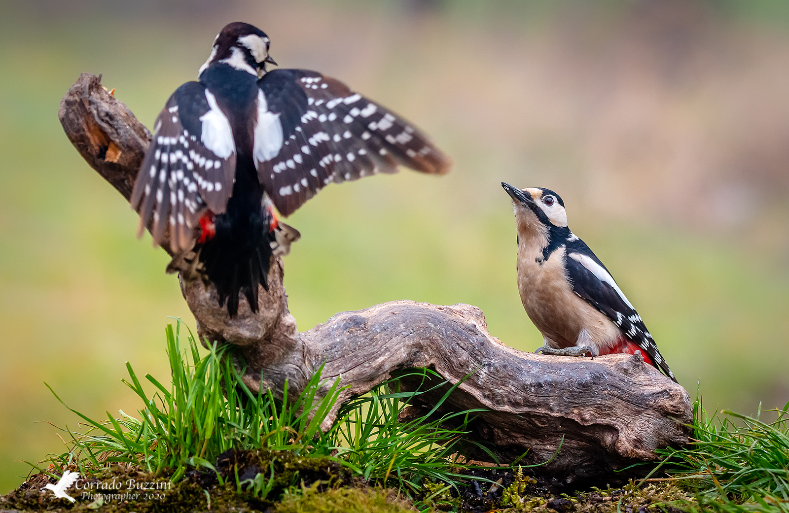 Woodpecker "bickering"...