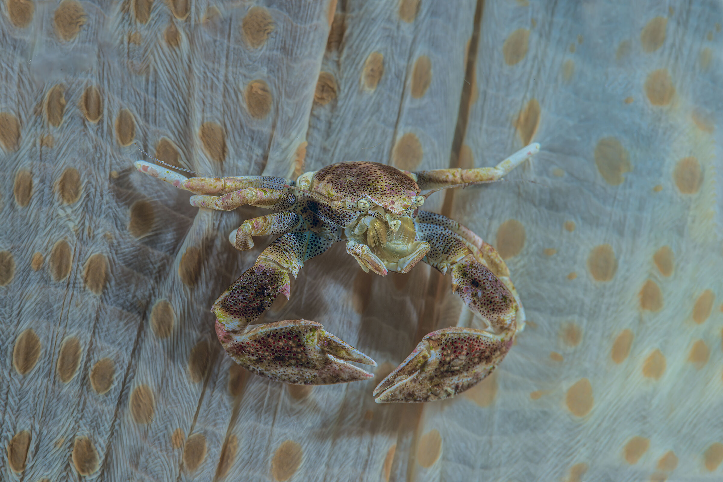  crab porcelain Neopetrolisthes maculatus ...