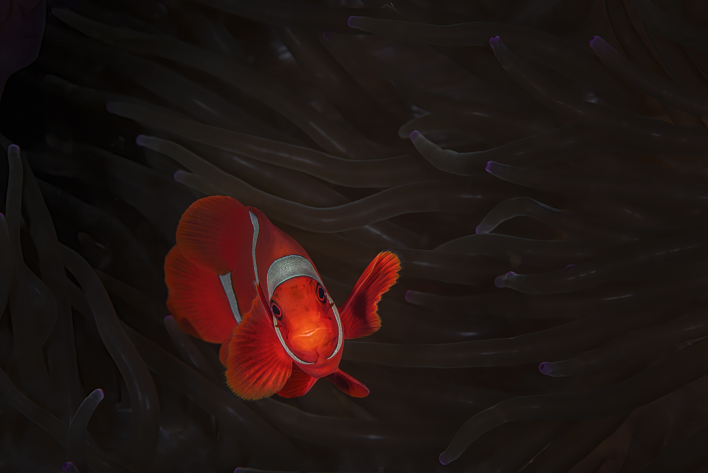 red power.. clownfish ...