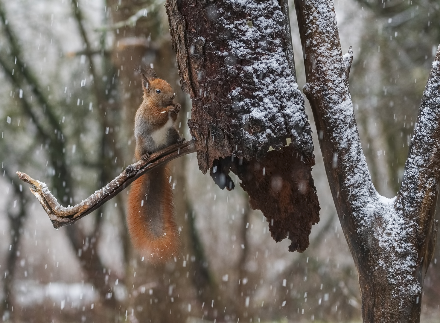 squirrel in the snow...