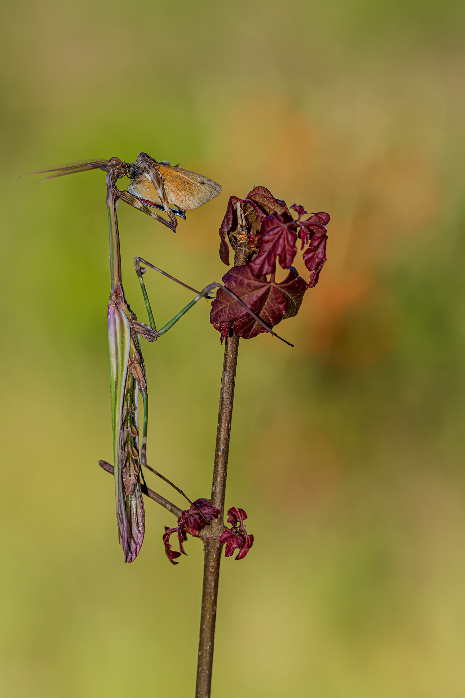 Empusa Penta...