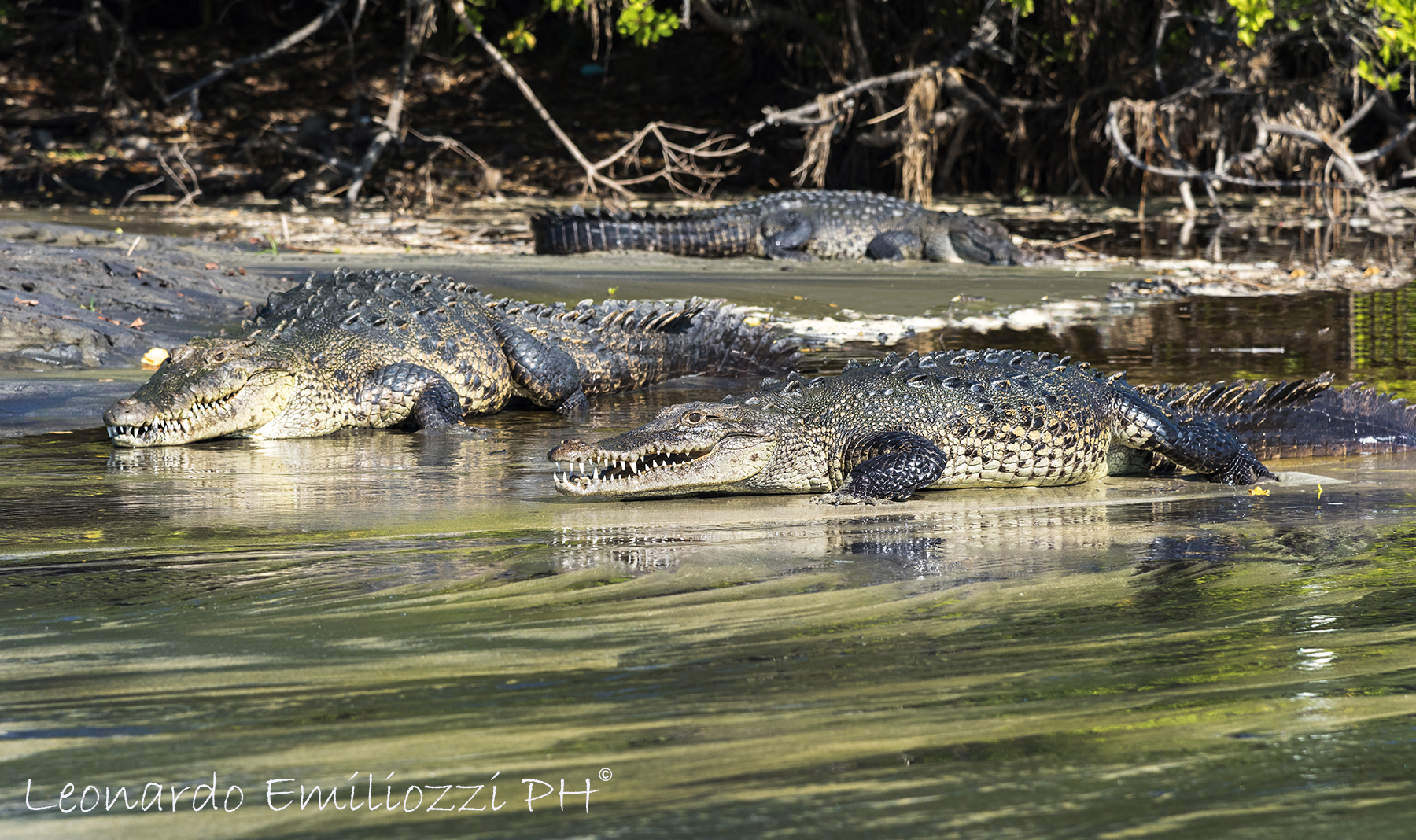 crocodiles species acutus- Mexico...