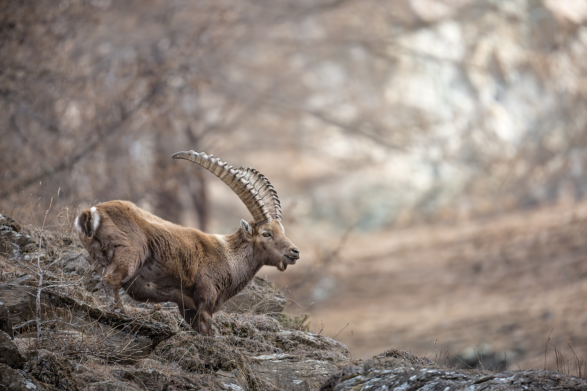 Ibex in Valsaverenche...