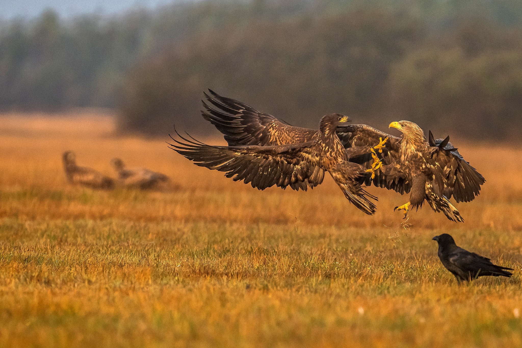sea eagle...