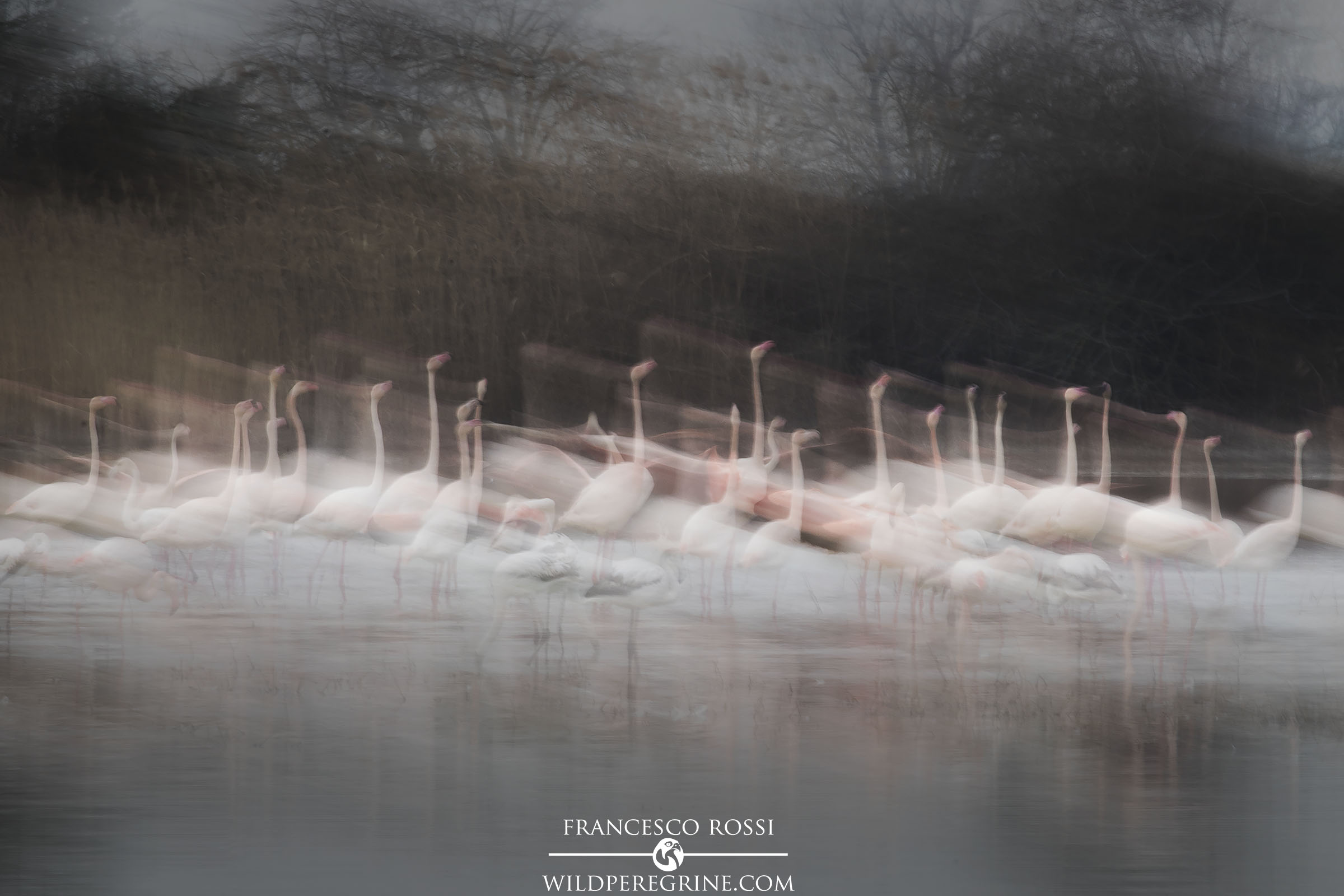 Flamingos "Creative Move" ...