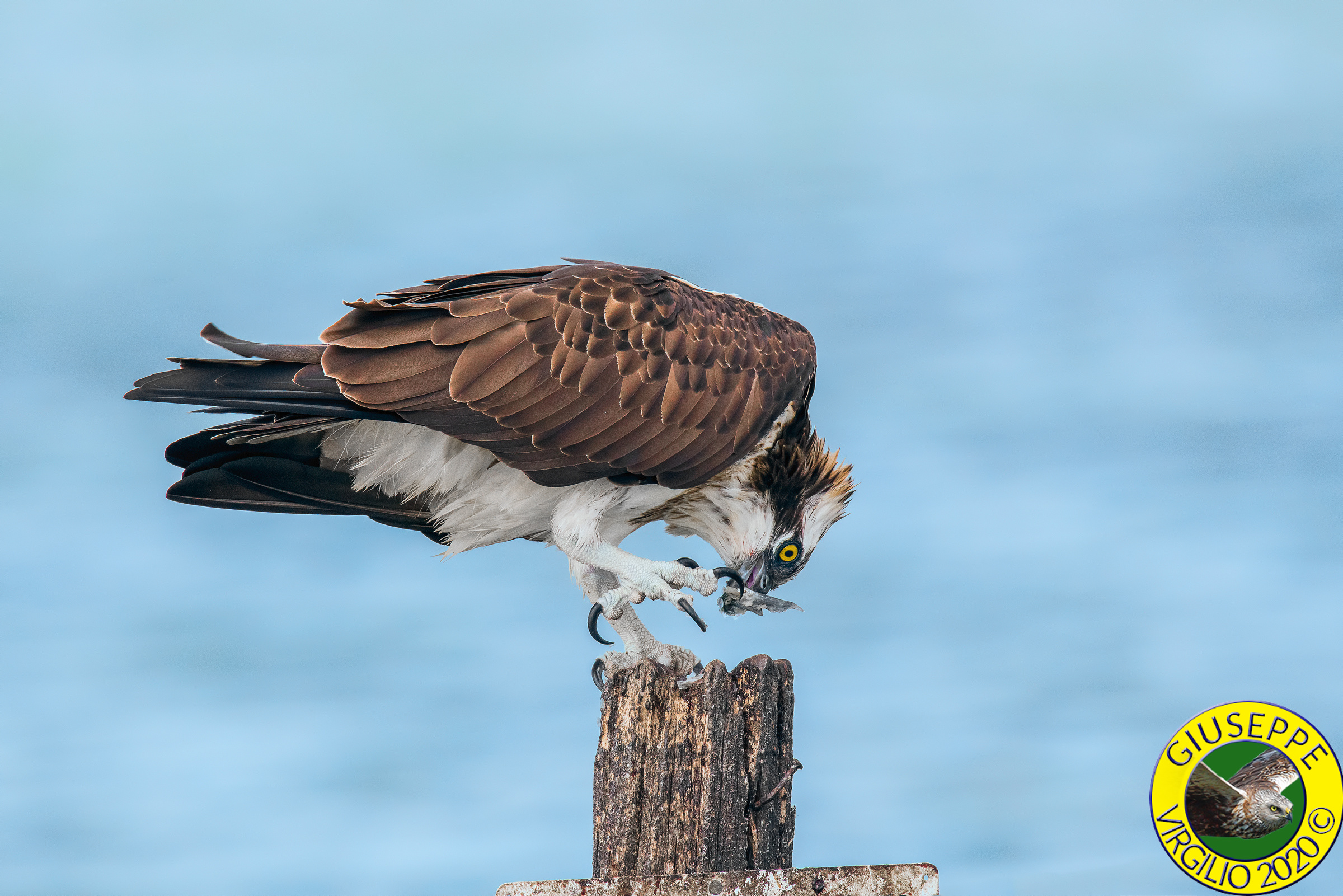 Falco Pescatore (Sardegna) 2020...