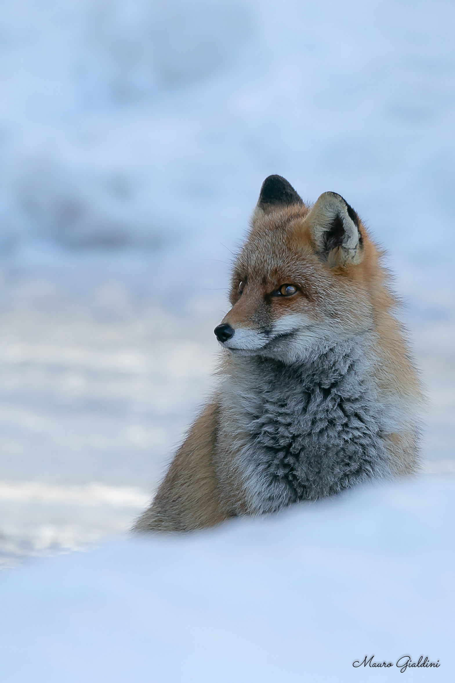 A fresh fresh fox...