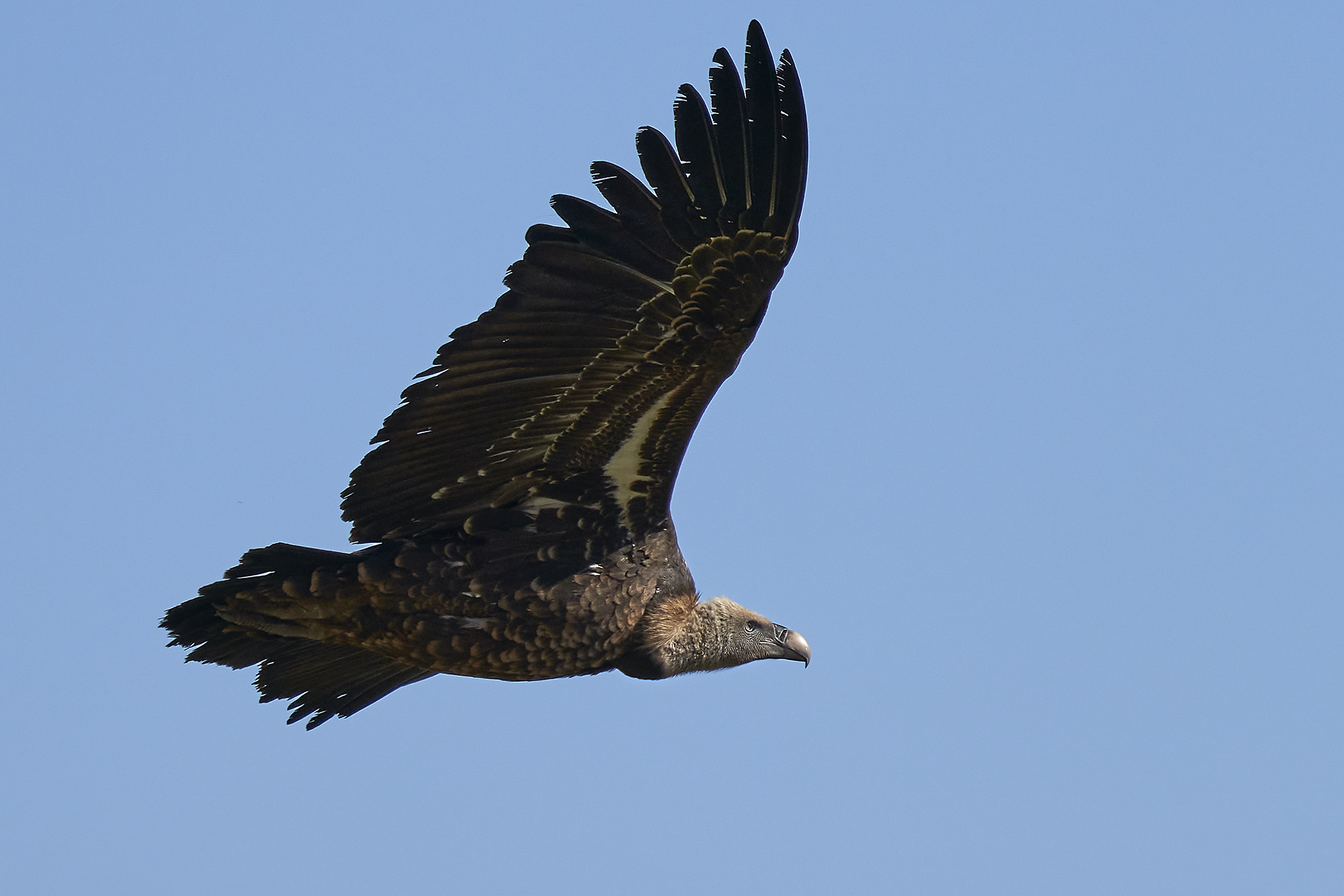 L'avvoltoio di Rueppell - Alcara li fusi 23-02-2020...