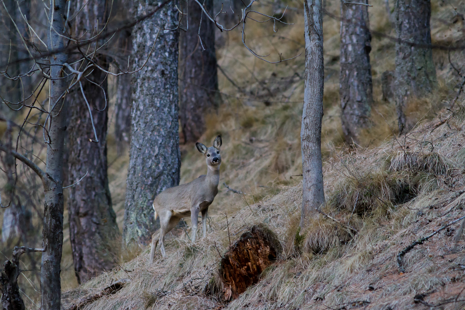Roe deer in the woods...