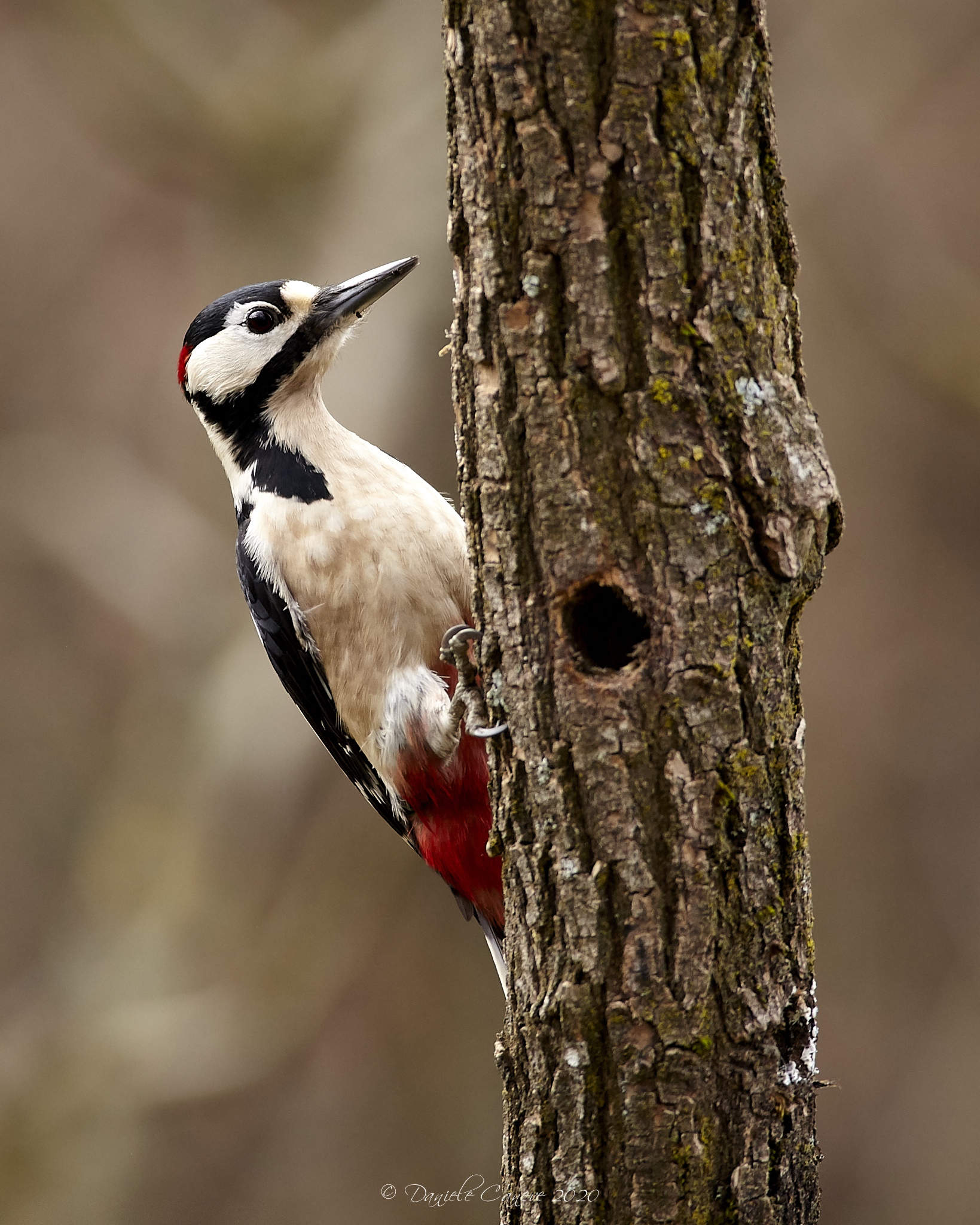 Male red woodpecker...