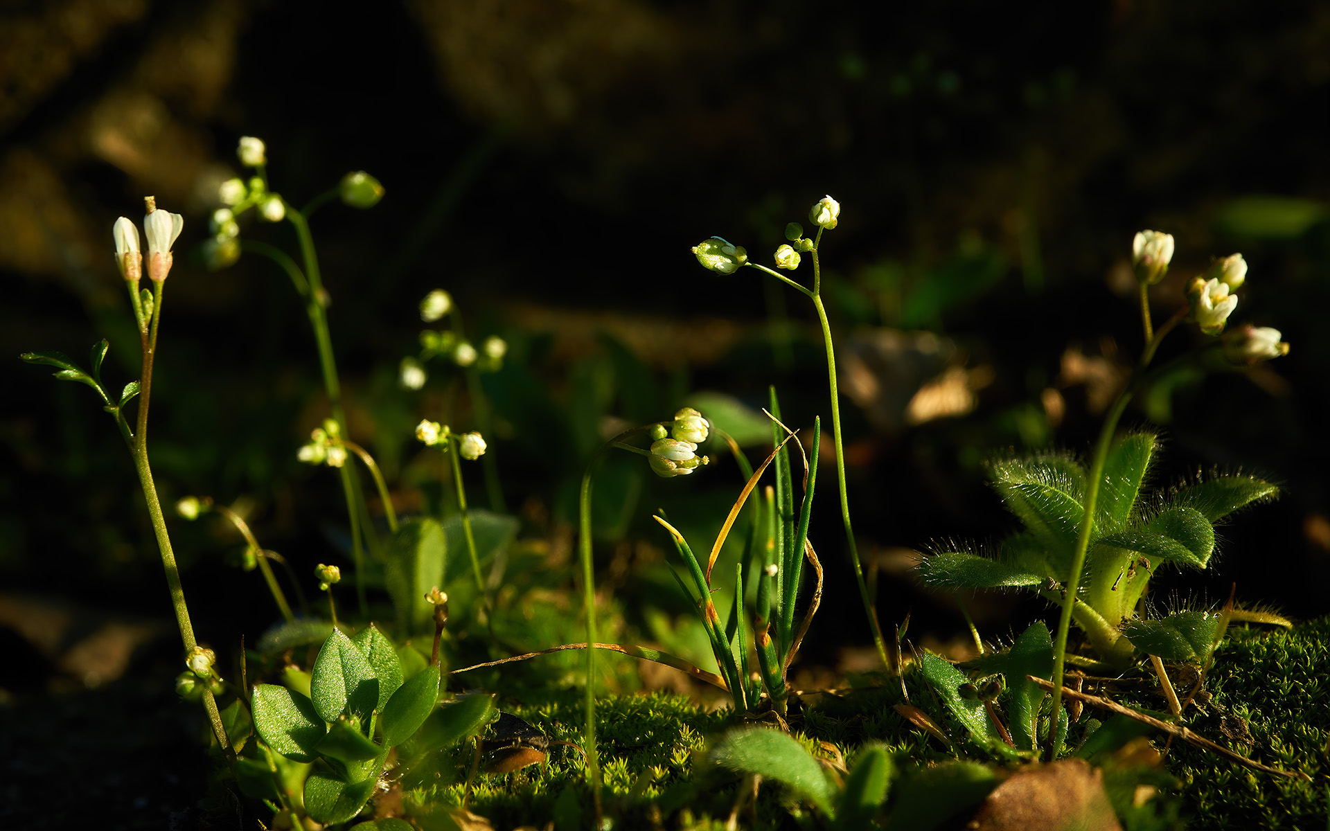 Portion of moss: a miniature garden...
