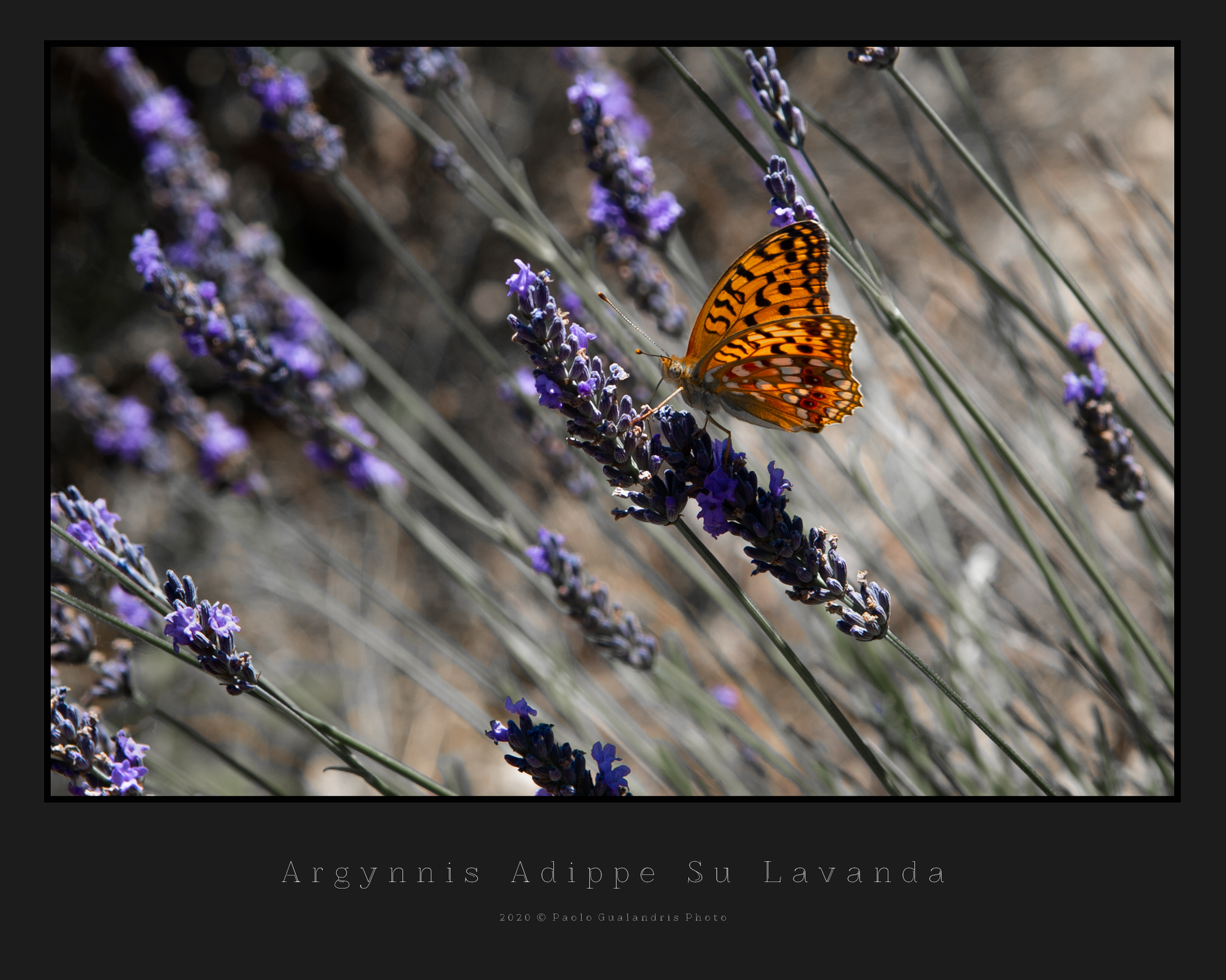 Argynnis Adippe On Lavender...