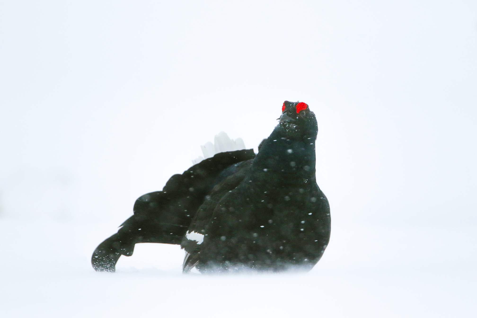 in the blizzard, fork rooster...
