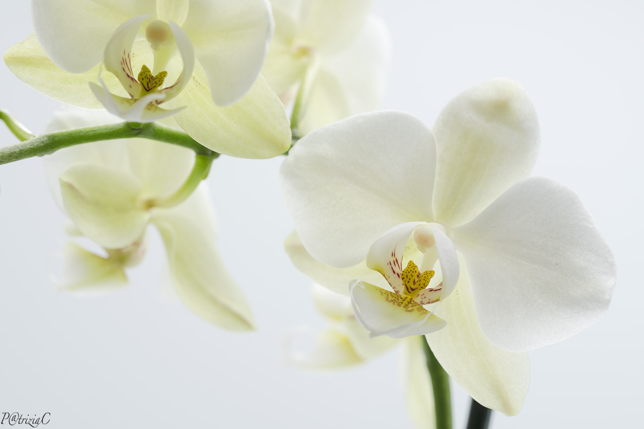 __orchid__(2)...
