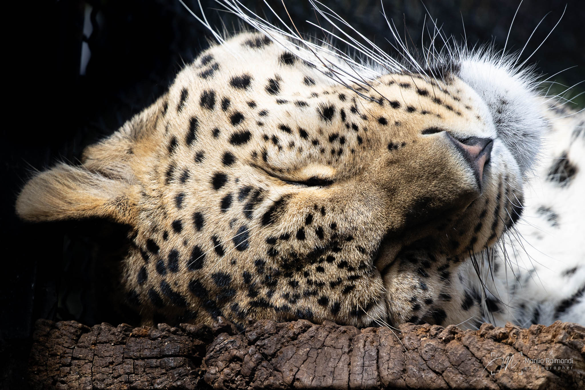 Leopardo del Caucaso...