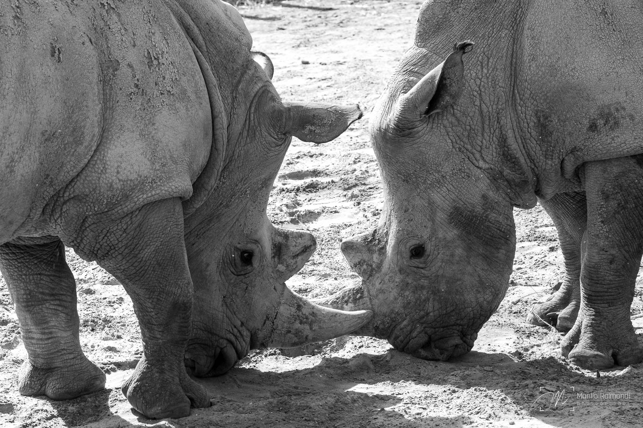 Rinoceronti si affrontano...