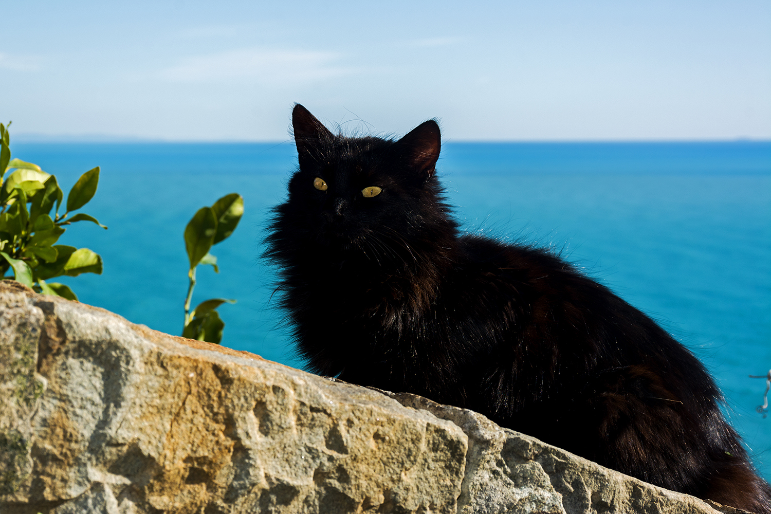 The black cat...