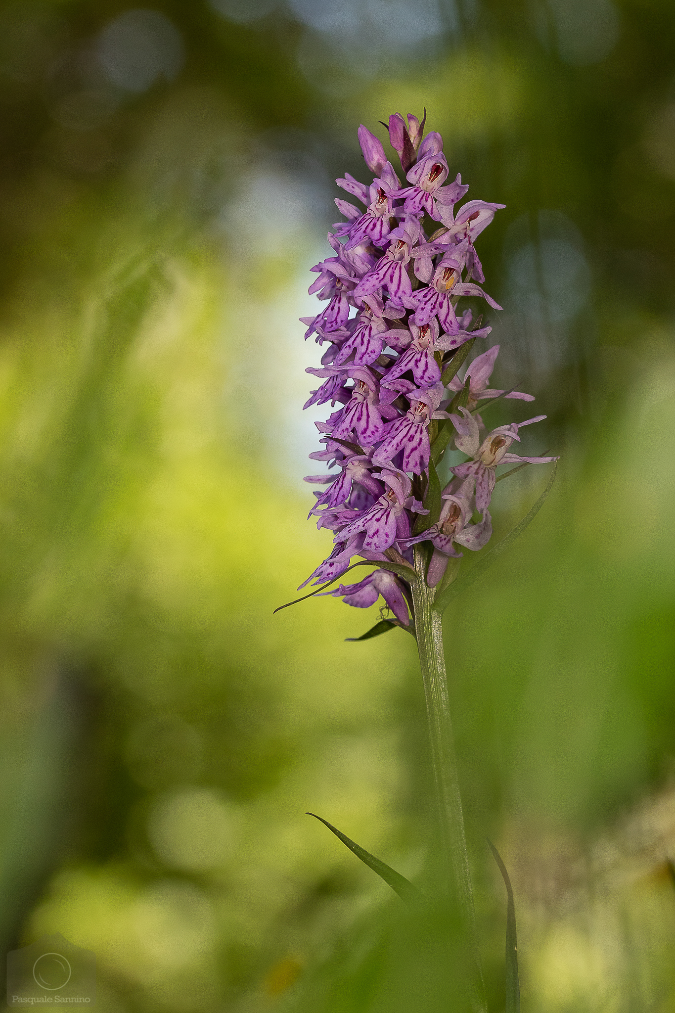 Wild Orchid...