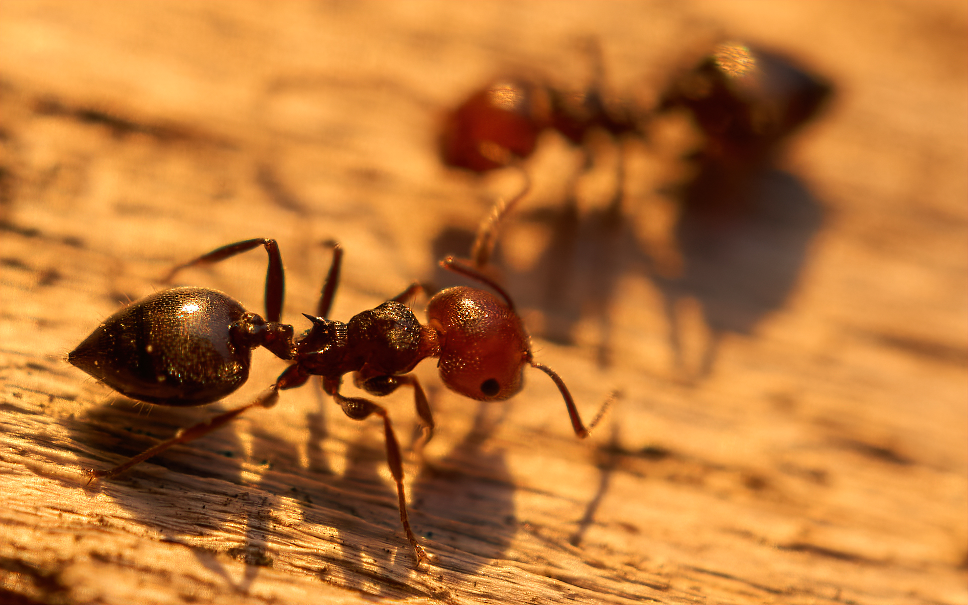 The Plant Ant (Crematogaster)...