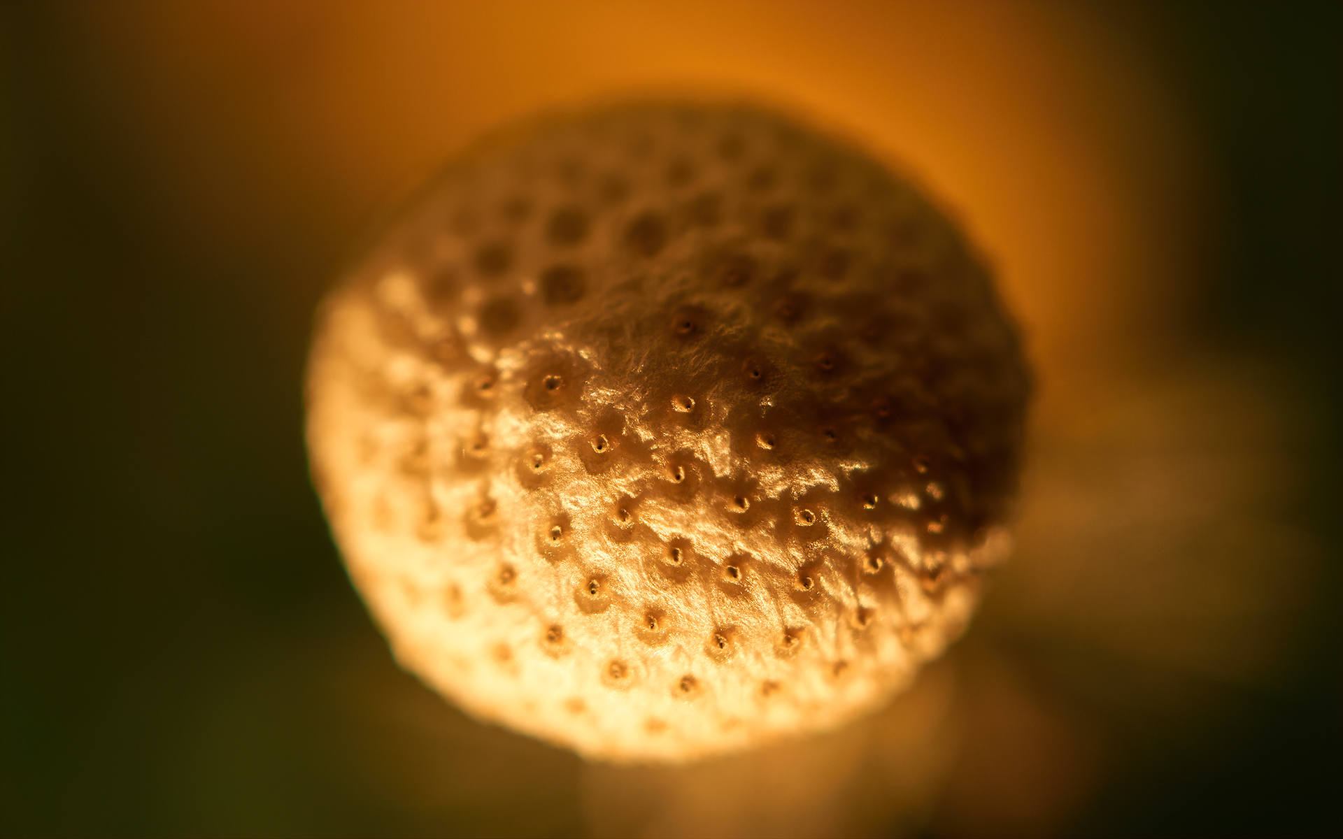 Seedless breath...