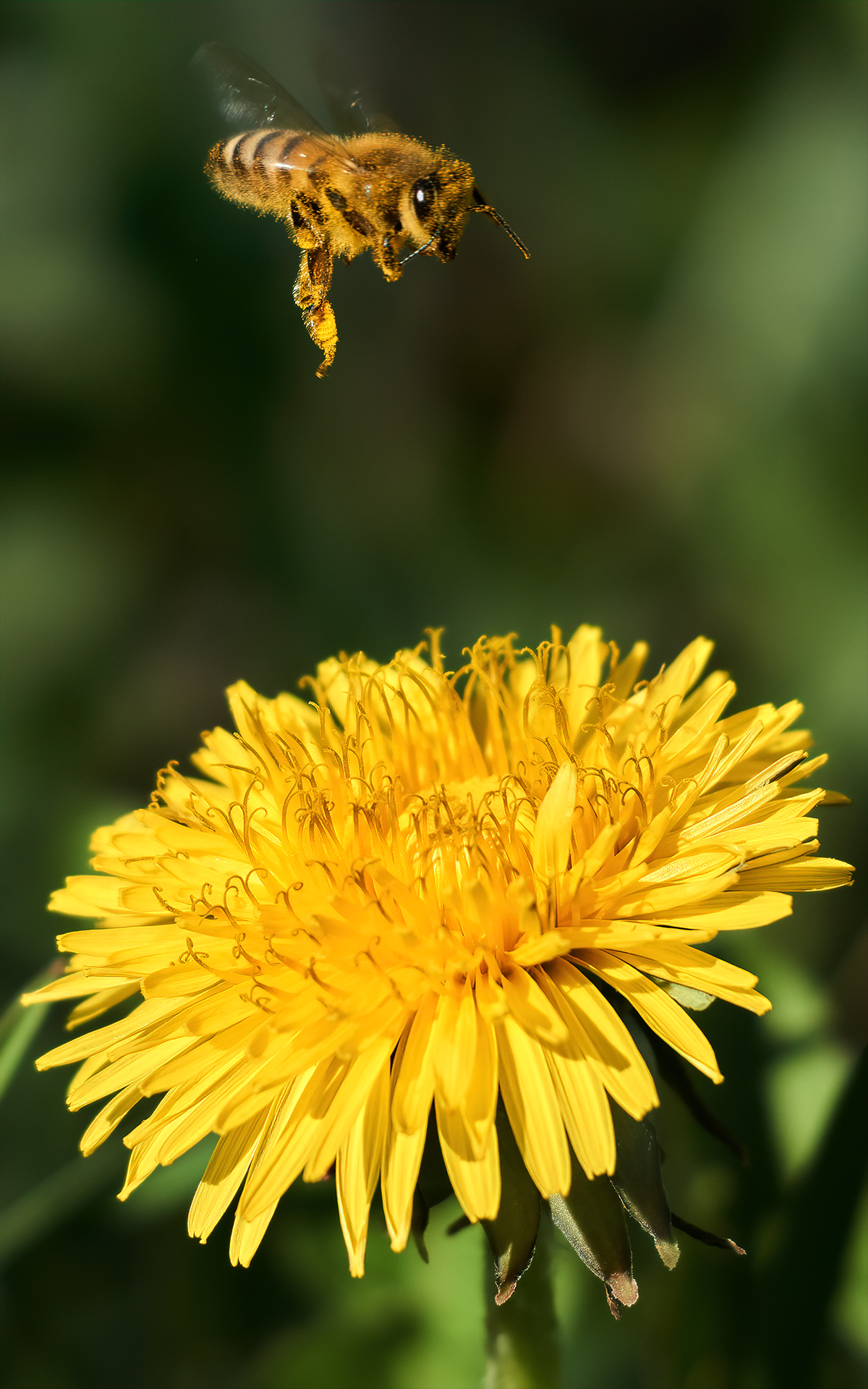 Landing of the bee on the dandelion...