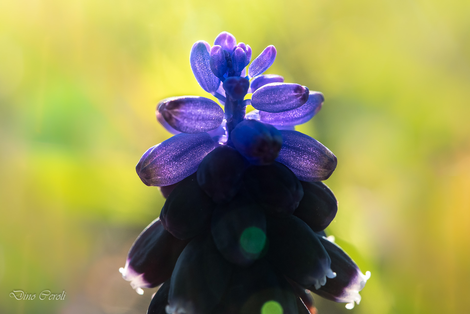 fioritura nero-azzurra...