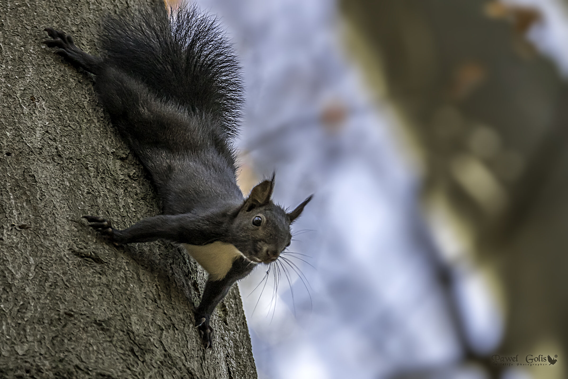 Eastern gray squirrel (Sciurus carolinensis)...